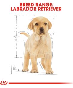 royal canin labrador puppy
