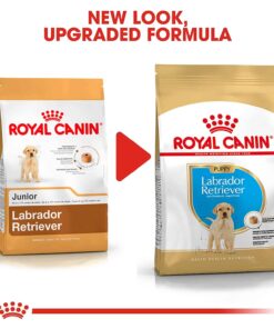 royal canin labrador puppy