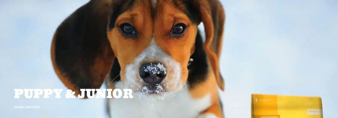 acana puppy junior
